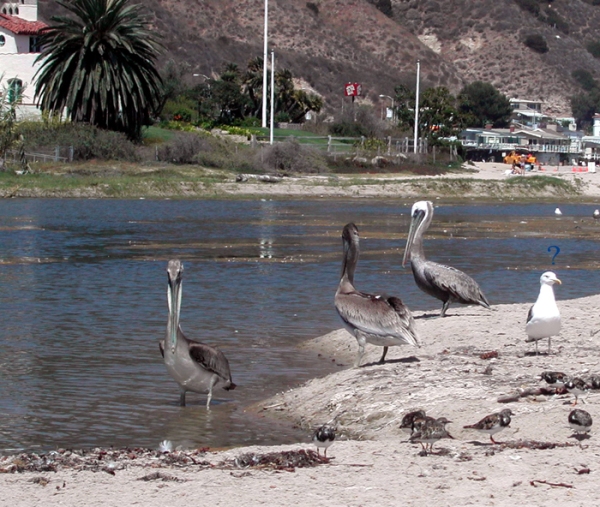 tre pelikaner